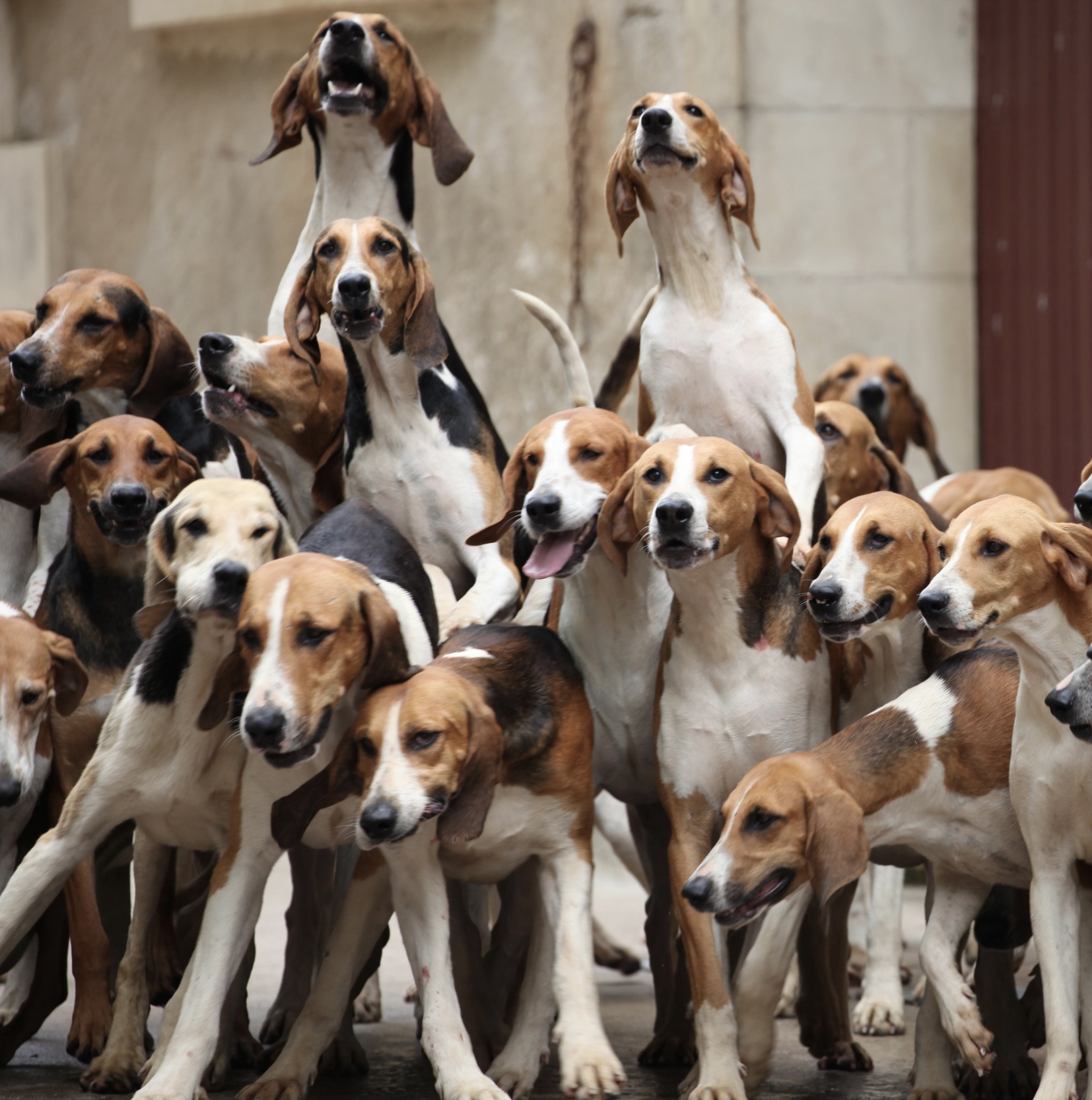 Le repas des chiens: impressionnant! Dernier repas public de la saison le jeudi 22 août à 16h