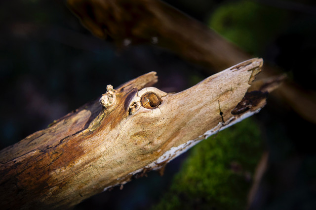 Exposition d'art : « Les Créatures Magiques de la Forêt » - Tania Benera (Ukraine)